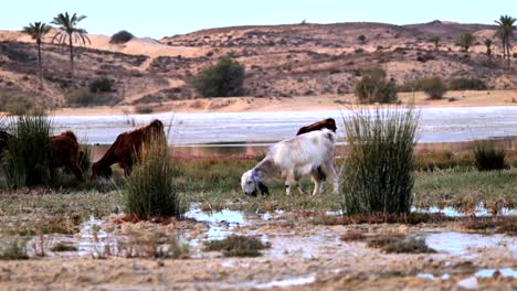 grazing goats in desert oasis landscape with palm trees