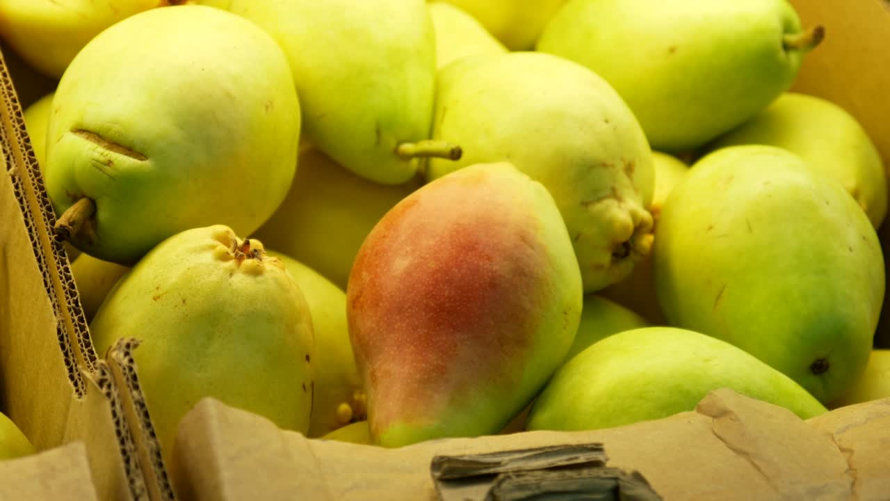 primer plano de muchas peras hermosas en una caja de intercambio y una mano masculina toma la más madura de ella