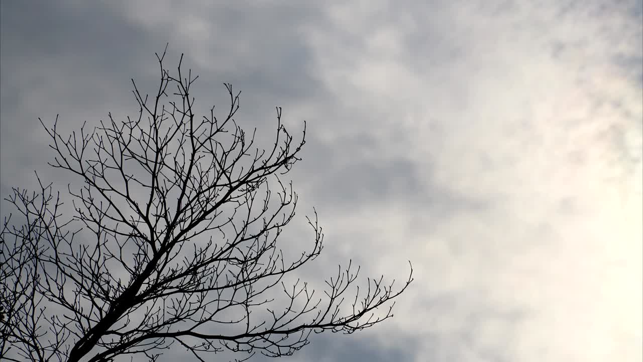 흐린 하늘 위의 건조한 나무