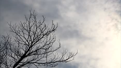 árbol seco en un cielo nublado