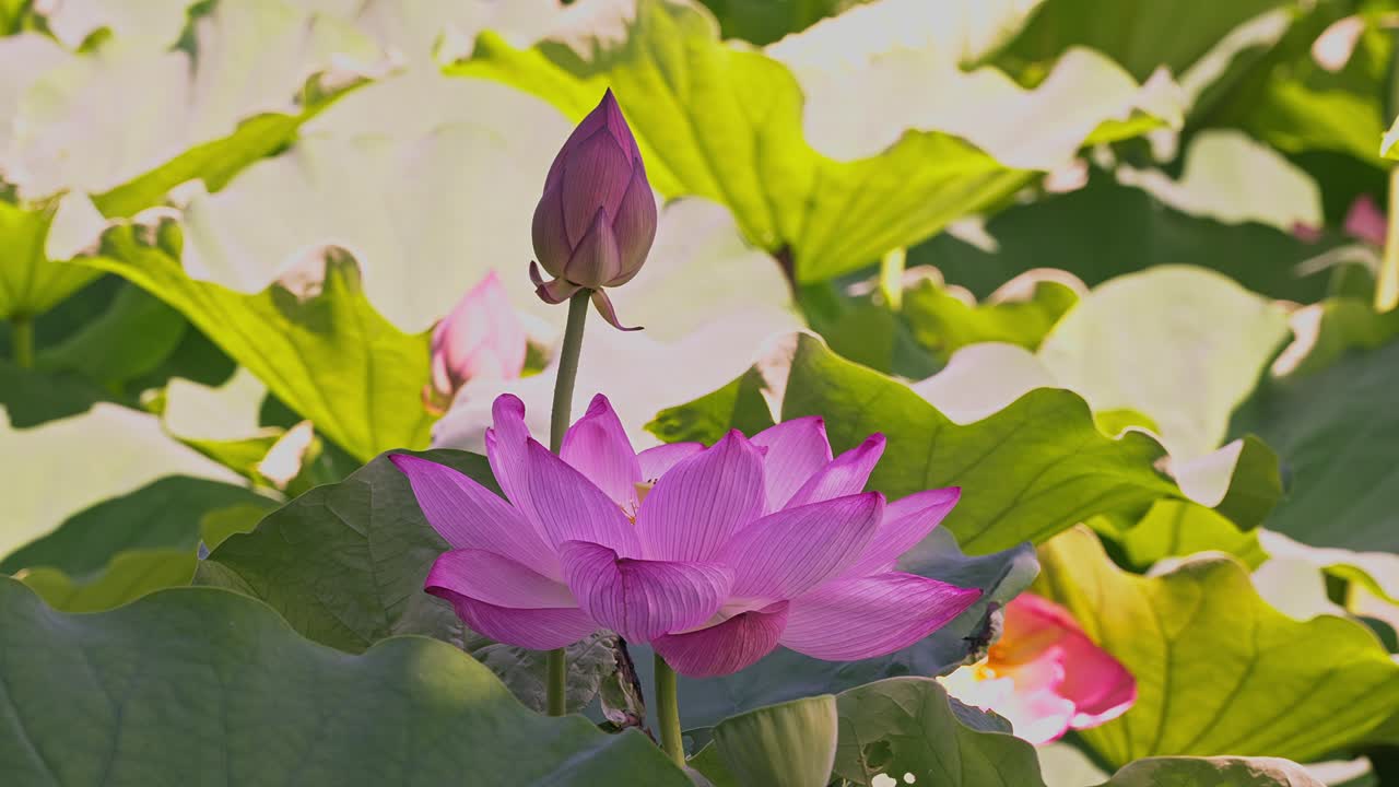 도쿄 우에노의 아름다운 분홍색 로터스 꽃