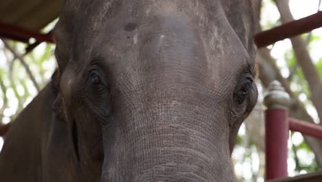 elephant's head movements and expressions captured up close.