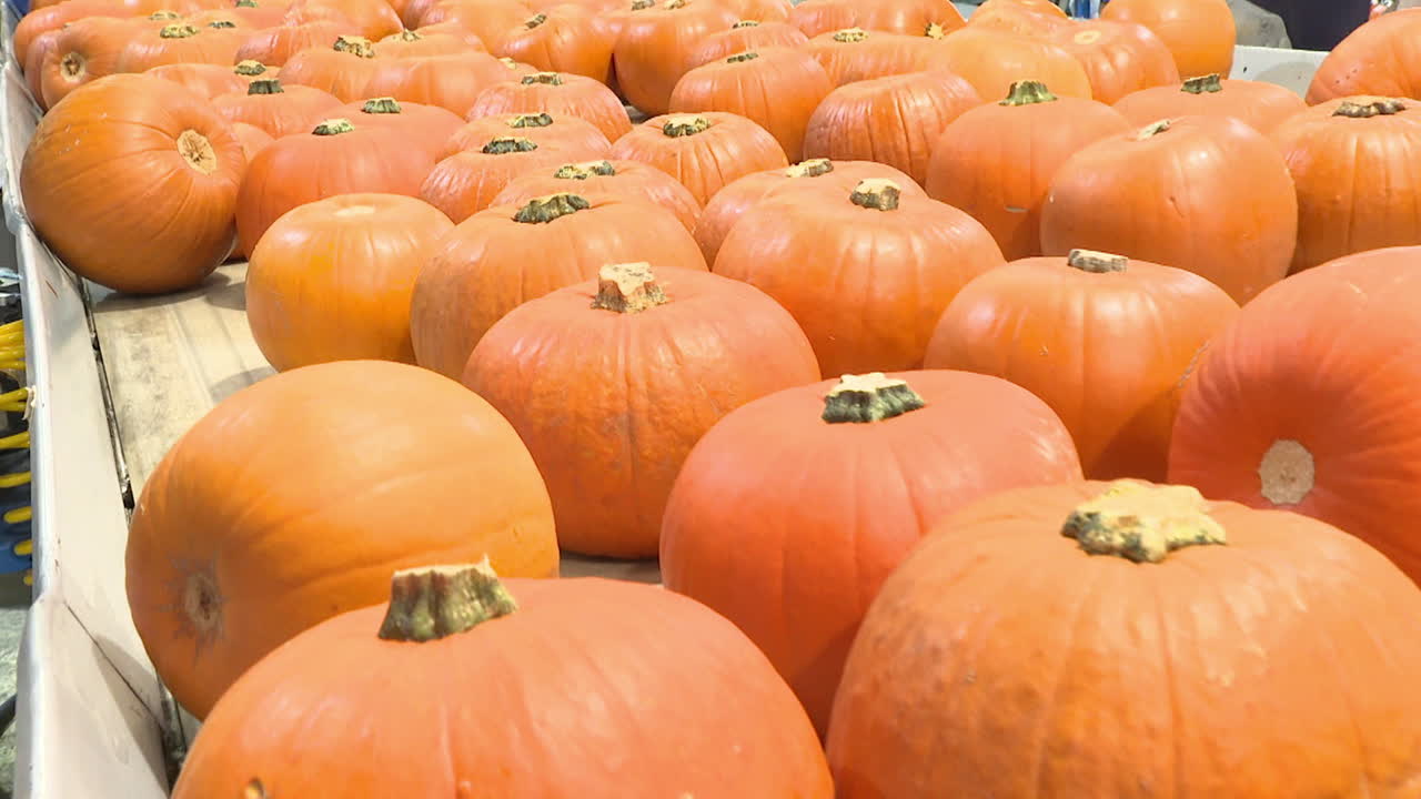Pumpkins on a Conveyor Belt
