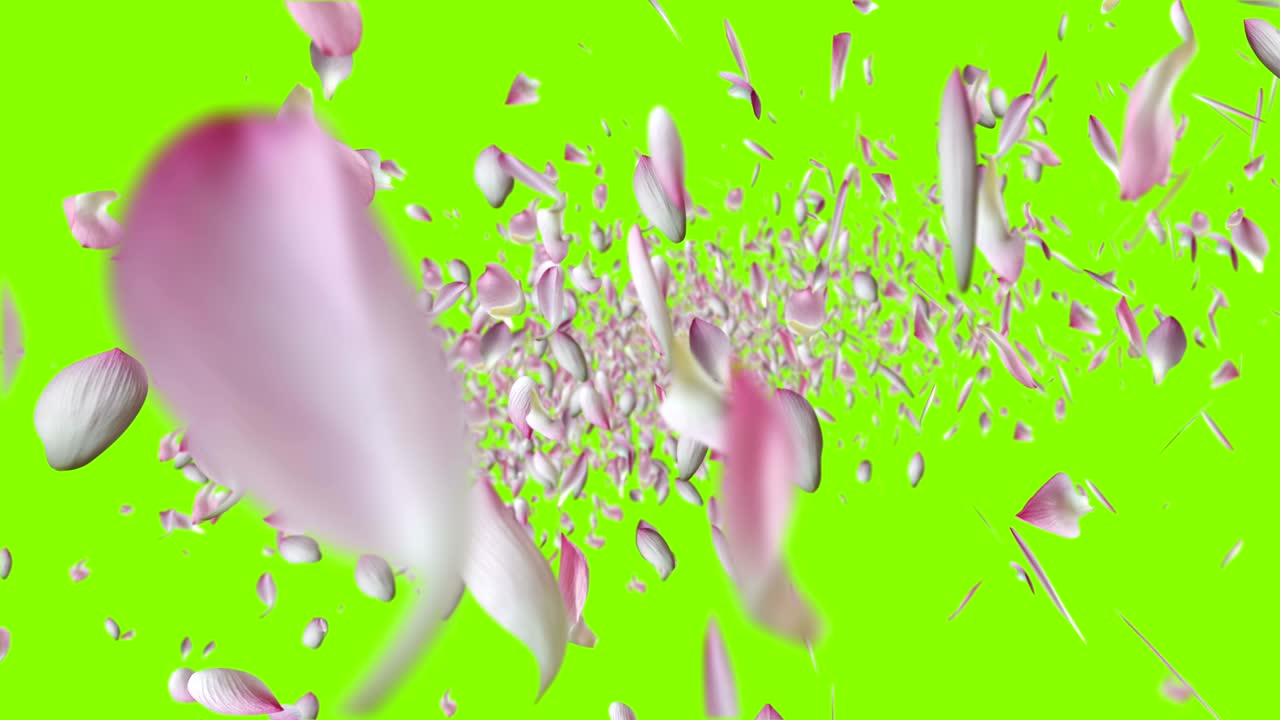 분홍색 로터스 잎이 날아가고 있습니다.