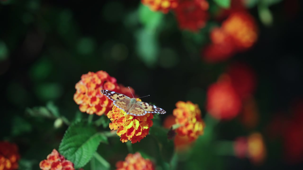 Primo piano di una farfalla che riposa su fiori arancioni brillanti, con una profondità di campo ridotta e una calda atmosfera da giardino estivo.
