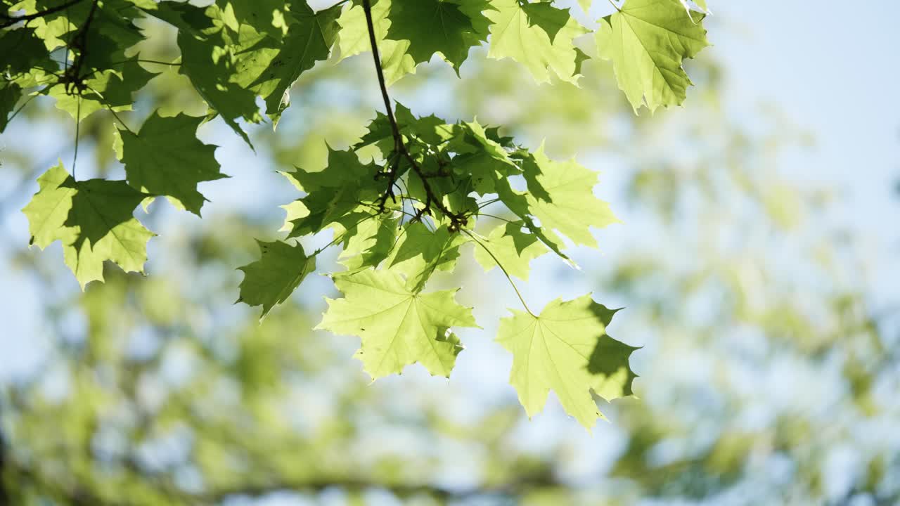 평화로운 공원, 숲의 풍경