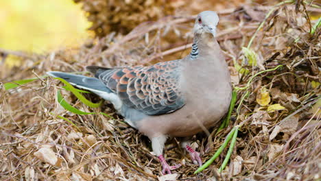 Oriental-Turtle-Dove-Resting-On-Pile-Of-Dry-Bushes