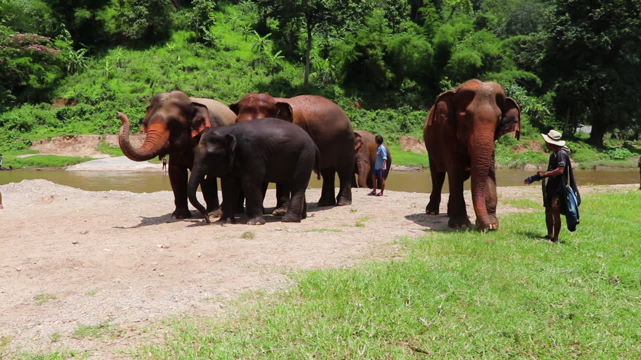 Elephants standing beside a river together as the baby throws dirt on itself.