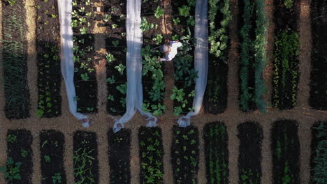 Lady-watering-vegetables-growing-in-raised-beds-of-garden