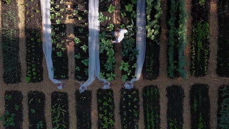 mujer regando verduras que crecen en camas elevadas de jardín