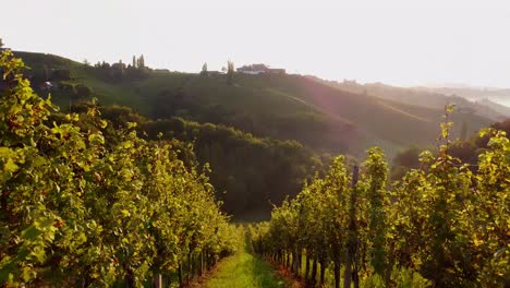campo de uvas en estiria, austria