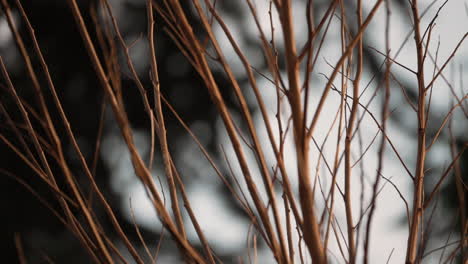 sparrow flies away from bare branches, slow motion 4k