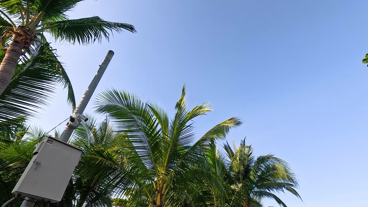 나무, 해변 풍경, 그리고 사람들