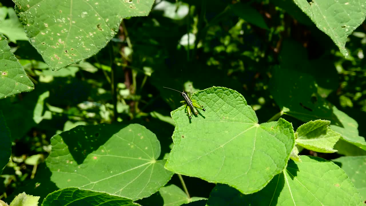 녹색 잎에 메뚜기