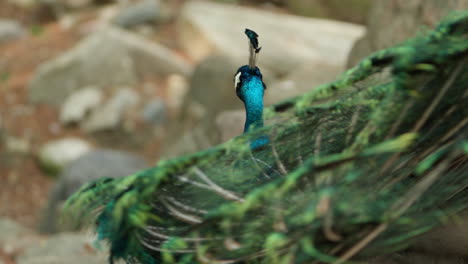 Männlicher-Indischer-Pfau-Zeigt-Schwanz,-Um-Partner-Während-Der-Paarungszeit-Anzulocken