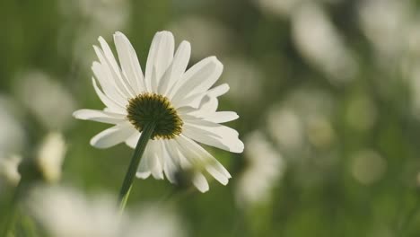 Concéntrate-En-Una-Sola-Flor-De-Margarita-Que-Se-Balancea-Delicadamente-En-El-Viento,-En-Cámara-Lenta