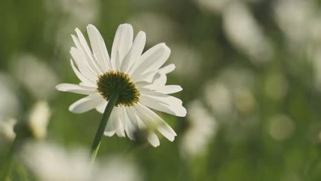 concéntrate en una sola flor de margarita que se balancea delicadamente en el viento, en cámara lenta