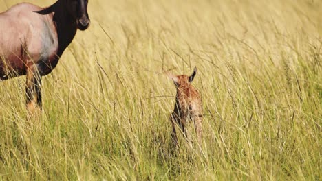 slow motion shot of conservation of african wildlife, sustainable for young baby topi close to mother in maasai mara national reserve, kenya, africa safari animals in masai mara north conservancy