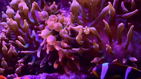 tropical underwater flower