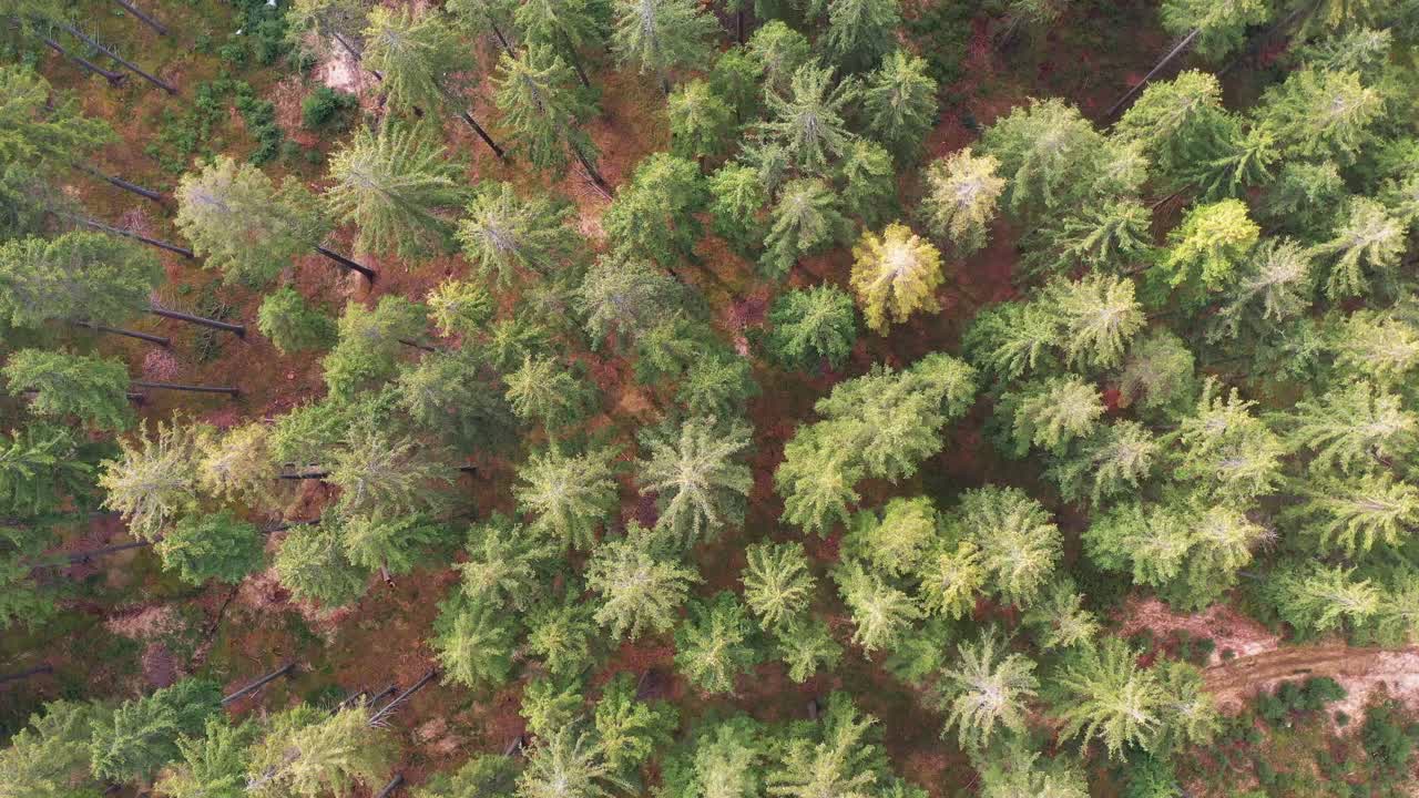 Aerial top down view of fall forest with spruce and pine trees in Silesian Beskid
