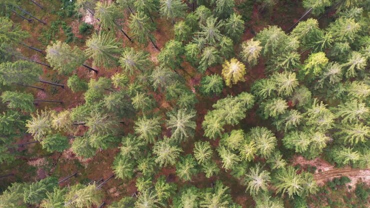 Aerial top down view of fall forest with spruce and pine trees in Silesian Beskid
