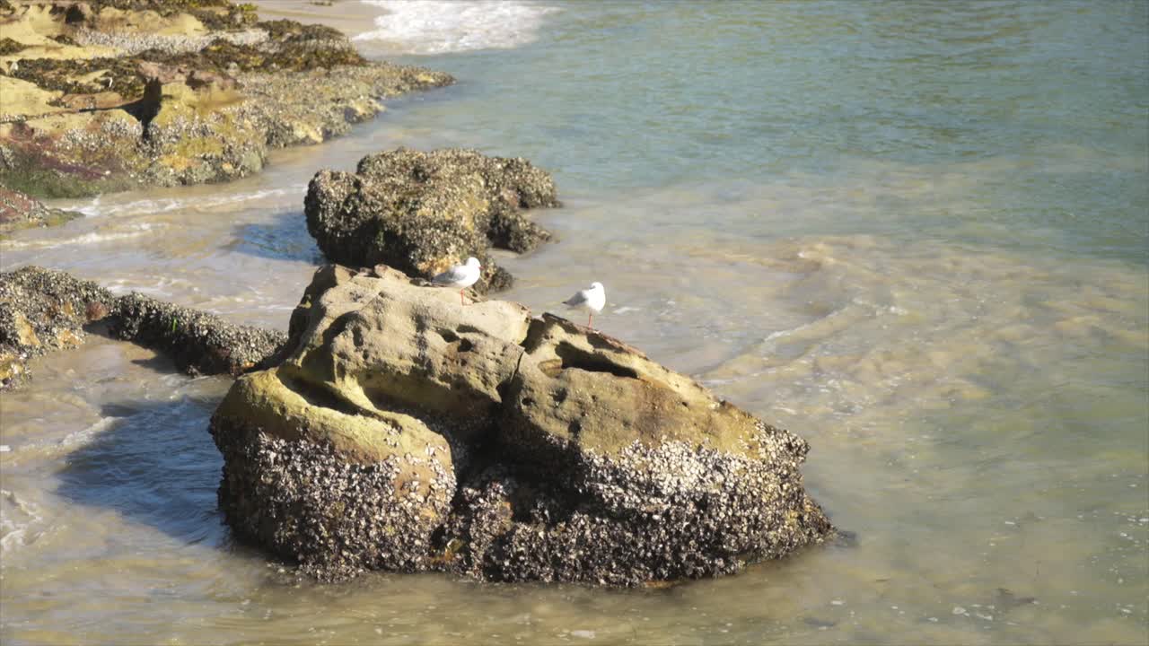 Due gabbiani seduti su una roccia durante la bassa marea a Chinamans Beach, Middle Harbour, Sydney, Australia