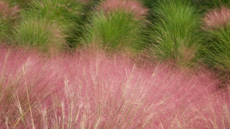 wind blowing on pink muhly grass at pocheon herb island in south korea