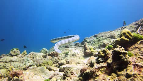 close up follow of a huge sea snake krait at 60% speed on a tropical coral reef