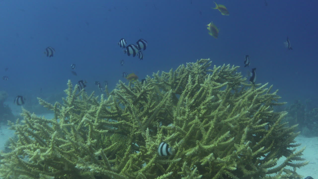 암초의 아크로포라 산호는 테이블 산호, 엘크혼 산호, 스테그혼 산호로 알려져 있습니다.