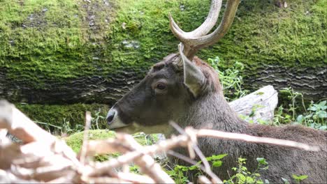 white lipped dear or thorolds deer lying next to a mossy tree trunk in a slightly forested area chewing - close up