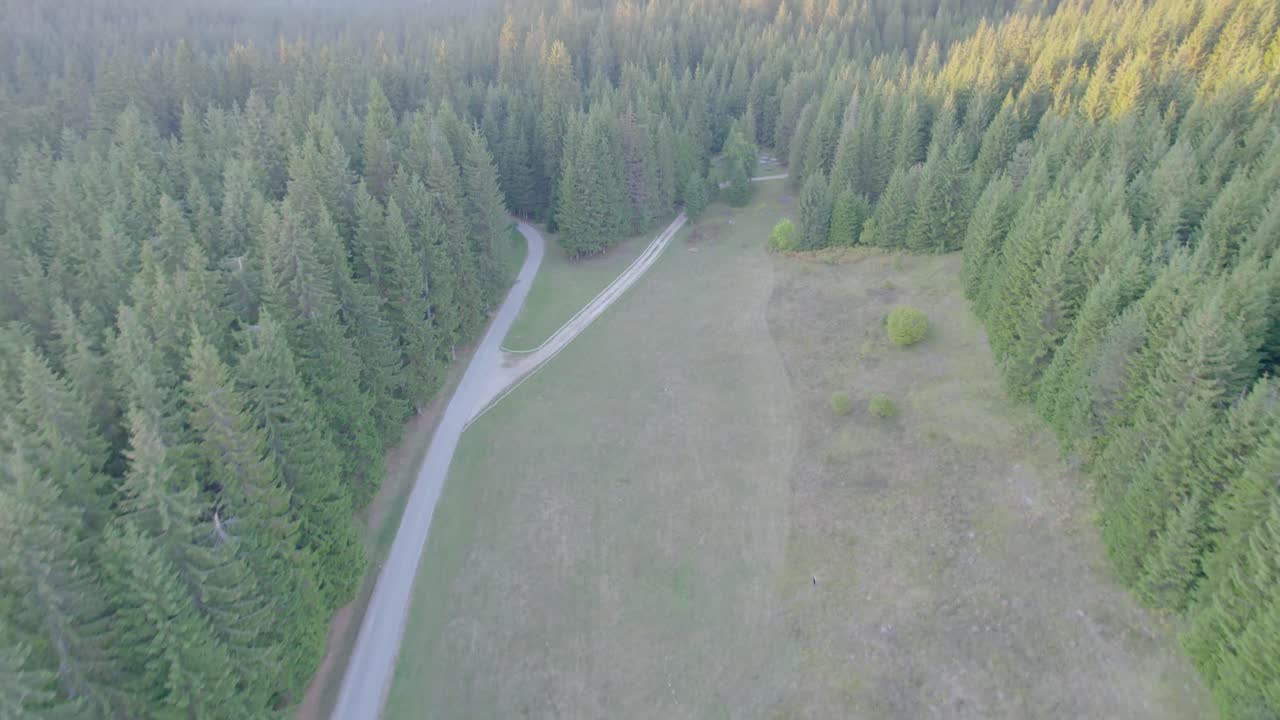 Top down autumn forest, fall mixed woodland aerial shot. Drone flies over pine trees and yellow treetops. Overhead colorful texture in nature. Flight over conifers woods, natural background in motion