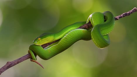 the white-lipped pit viper is a venomous pit viper endemic to southeast asia and is often found during the night waiting on a branch or limb of a tree near a body of water with plenty of food items