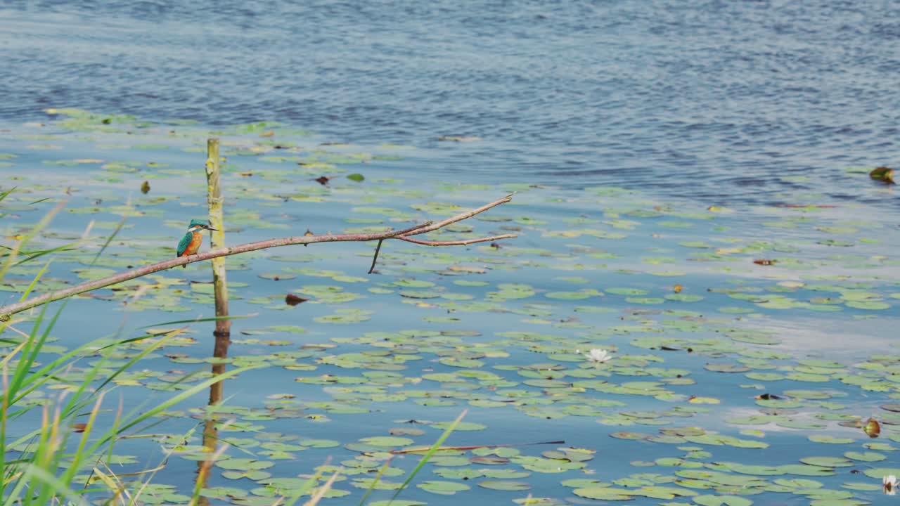 킹피셔 (kingfisher) 는 프리스랜드 (friesland) 에 있는 이델릭 연못 위의 가지에 앉아 있다.