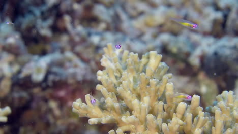 Un-Pequeño-Pez-Gobio-Flotando-Alrededor-De-Corales-De-Color-Blanco.