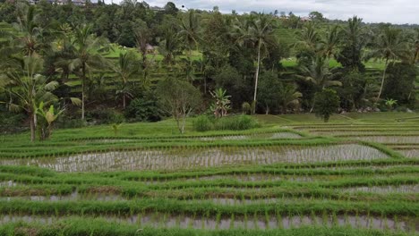 aerial flyover jatiluwih rice terrace in bali with tropical palm trees in background