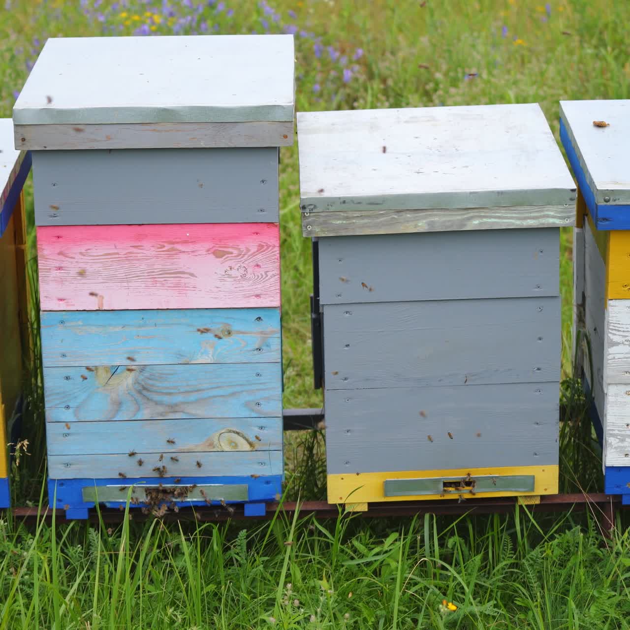 Four hives of different high stand at apiary on green grass. Colorful hives in a meadow at sunny summer day