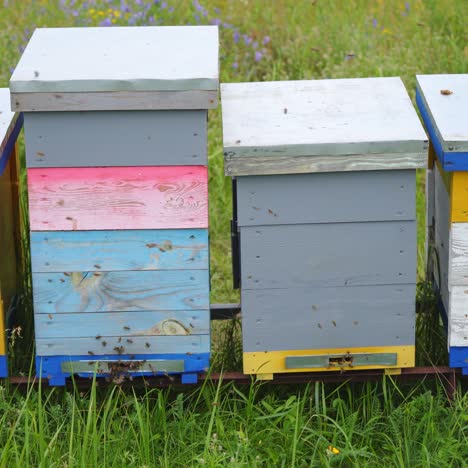 four hives of different high stand at apiary on green grass. colorful hives in a meadow at sunny summer day