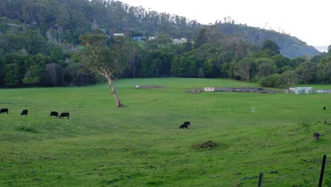 Una-Toma-Panorámica-De-Ganado-En-Un-Campo-Verde-Cerca-De-Los-Caminos-En-La-Gran-Carretera-Oceánica