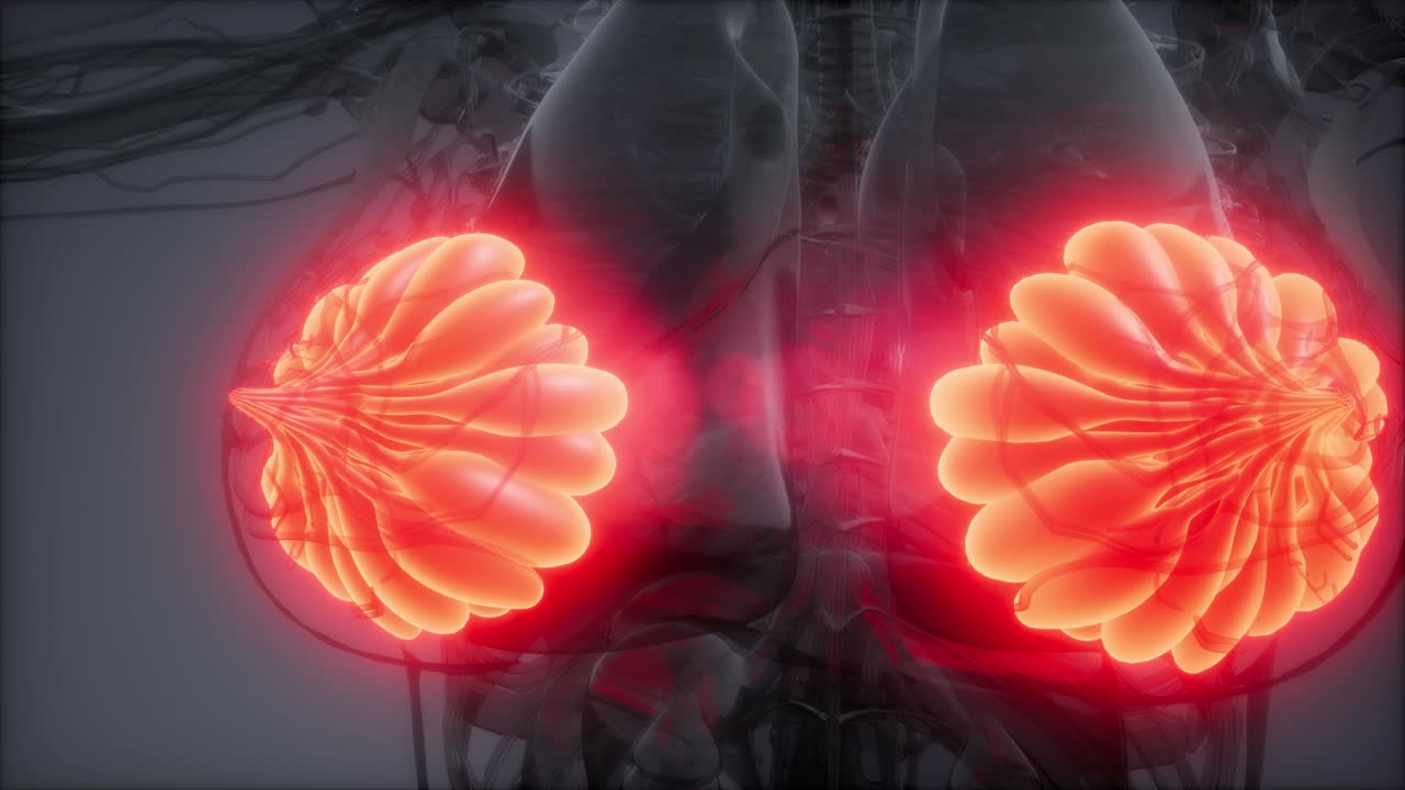 비만 여성의 유방선에 대한 의학적으로 정확한 그림