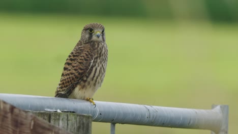 halcón peregrino en un salvaje encaramado en un tubo de metal