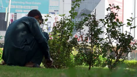 gardener tending rose bushes in a city park