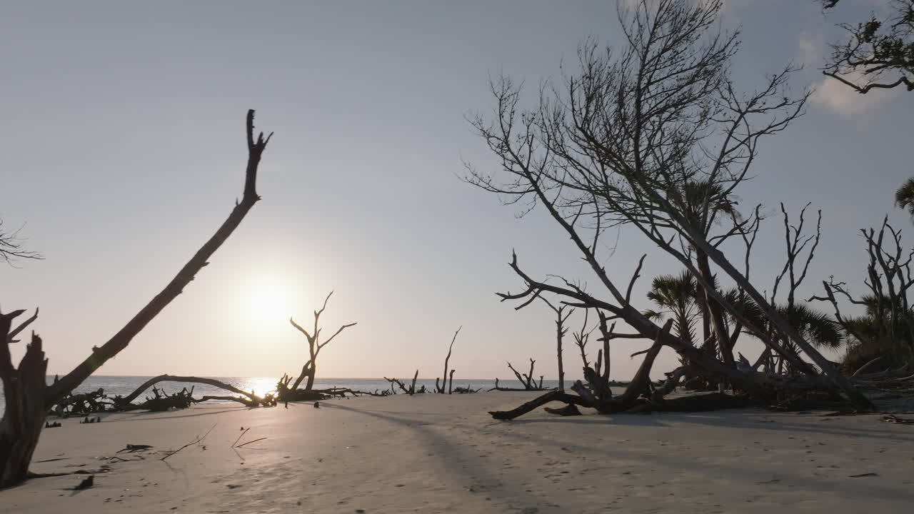 Beach with Dead Trees at Sunrise