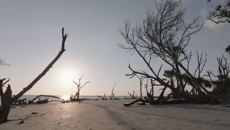 beach with dead trees at sunrise