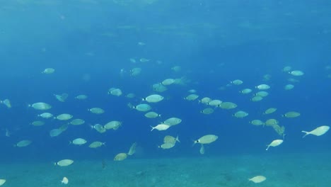 Steady-shot-of-plenty-of-fish-surrounding-the-camera