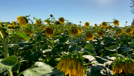 Blühende-Sonnenblumen-Und-Ein-Feld