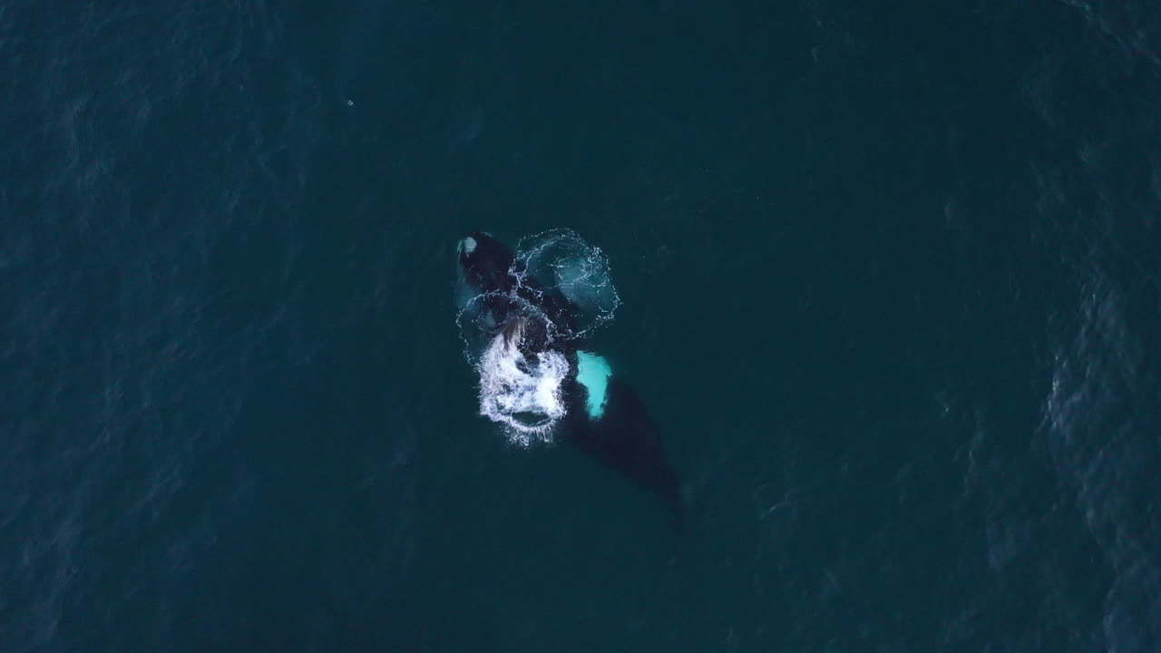 Humpback whale swimming and breaching captured in an aerial shot off the coast