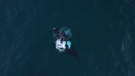 Humpback-whale-swimming-and-breaching-captured-in-an-aerial-shot-off-the-coast