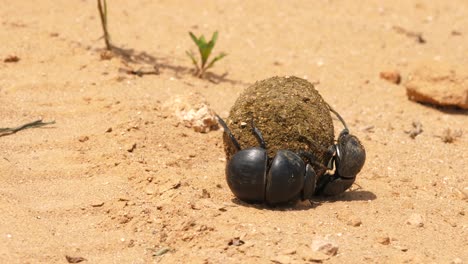 Female-dung-beetle-rolling-ball,-male-doesn't-help-in-Addo-Park,-macro