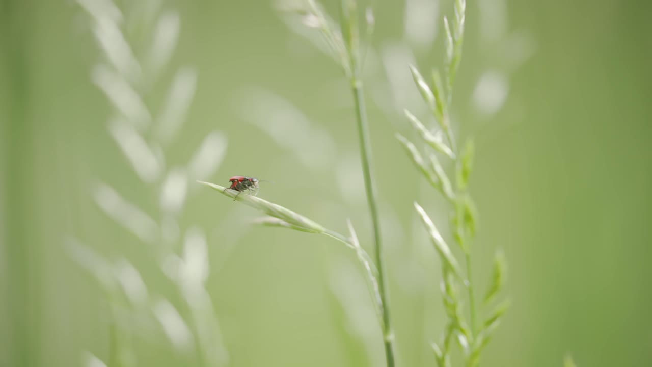 콜로라도 주 볼더 카운티의 은 밀크위드 정벌레, 앞쪽 산맥의 곤충, 야생동물