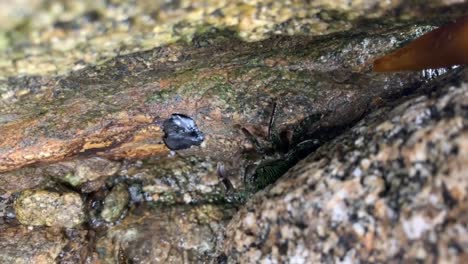 pequeños cangrejos escondidos entre las rocas